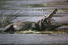 indus crocodile