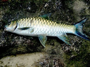 National Fish Of Pakistan